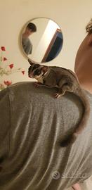 Petauro dello zucchero