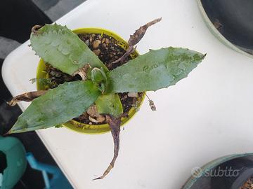 agave americana