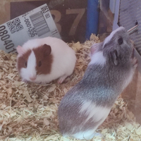 Porcellini d'india/ criceti/petauro dello zucchero