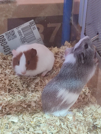 Porcellini d'india/ criceti/petauro dello zucchero