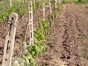 Vendita di terreno agricolo
