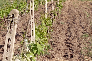 Vendita di terreno agricolo