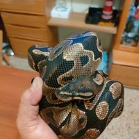 Pitone reale maschio