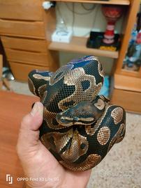 Pitone reale maschio