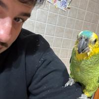 Amazzone pappagallo allevato a mano