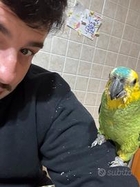 Amazzone pappagallo allevato a mano