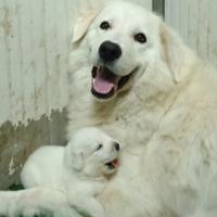 Pastore Maremmano Abruzzese. Stupendi cuccioli