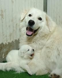 Pastore Maremmano Abruzzese. Stupendi cuccioli