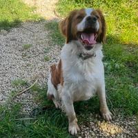 Epagneul Breton Cucciolone Pedigree