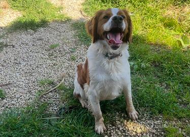 Epagneul Breton Cucciolone Pedigree