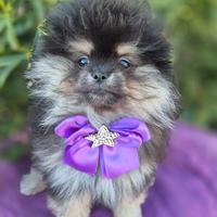 Spitz femmina con pedigree