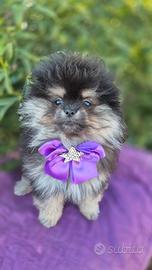 Spitz femmina con pedigree