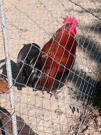Gallo marans