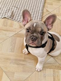 Bull dog francese