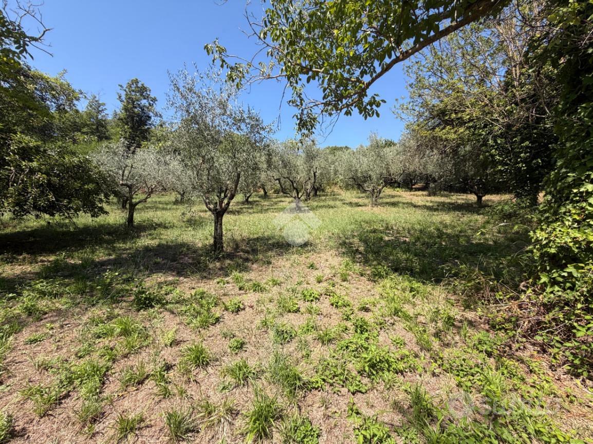 TER. AGRICOLO A SAN CESAREO - Vista 5