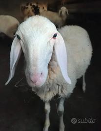Agnello bergamasco originale