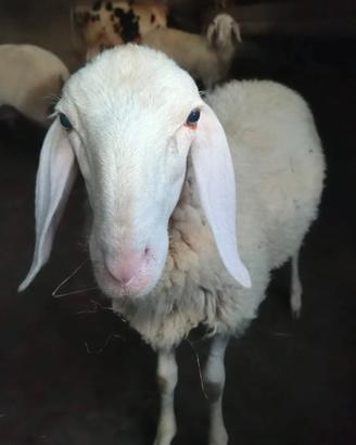 Agnello bergamasco originale