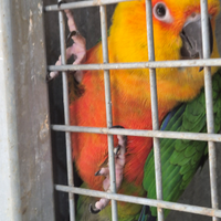 Pappagalli canuri Palermo pulli