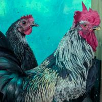 Coppia di Olive Eggers