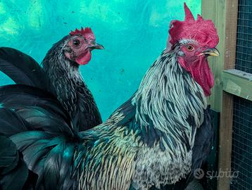 Coppia di Olive Eggers