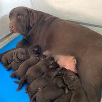 Labrador Retriever Chocolat