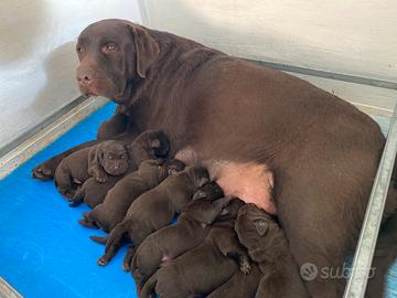 Labrador Retriever Chocolat