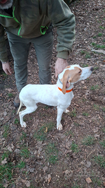 Pointer inglese bianco e arancio