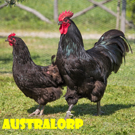 Galline australorp le migliori ovaiole