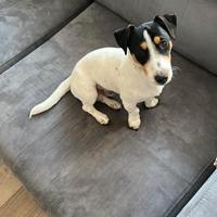 Cuccioli di Jack russell terrier con pedigre