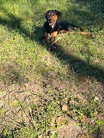 Cane Grifo Nero Valnerino