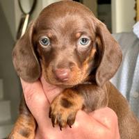 Cuccioli di Bassotti cioccolato Maschi Femmine