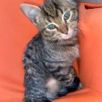 Gattino grigio tigrato