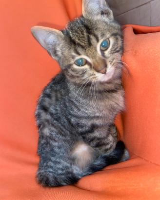 Gattino grigio tigrato
