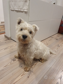 West highland white terrier per accoppiamento