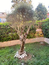 Ulivo da giardino