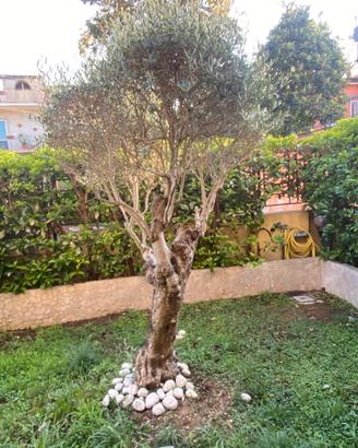 Ulivo da giardino