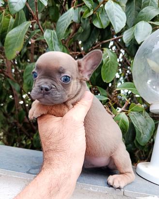 Bulldog francese