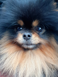 PER MONTA Spitz di Pomerania (nano) BLACK AND TAN