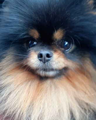 PER MONTA Spitz di Pomerania (nano) BLACK AND TAN