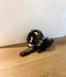 Barboncini Toy