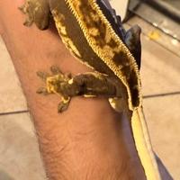 Geco adulto ciliatus