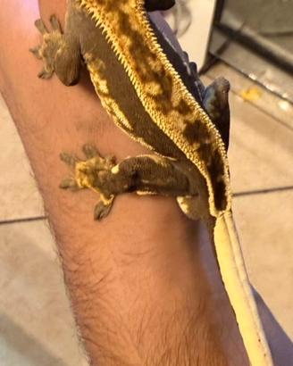 Geco adulto ciliatus