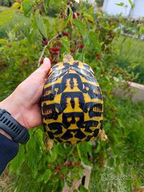 Tartarughe di terra