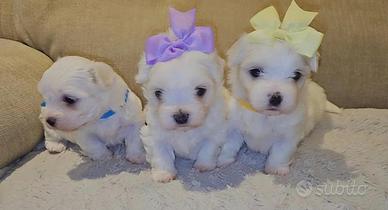 Maltese cuccioli