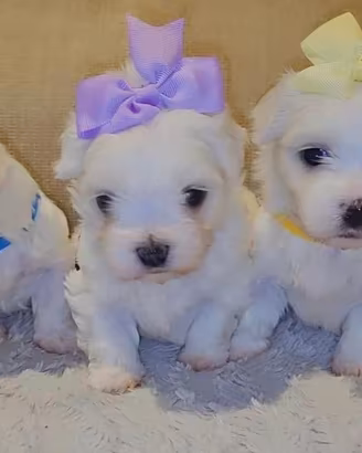 Maltese cuccioli