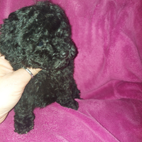 Cucciola di barboncino