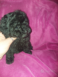 Cucciola di barboncino