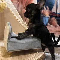 Chihuahua toy femmina zampe tigrate