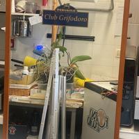 Specchio club grifodoro