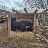 Cavallo maschio mourgese